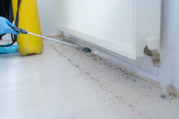 Best Best Pest Control Companies  in Mountain House, CA